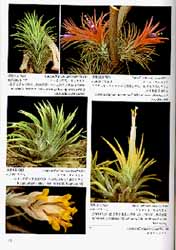 New Tillandsia Handbook