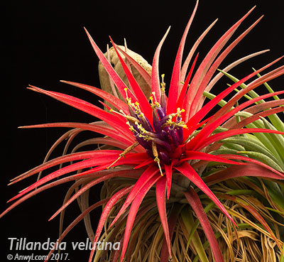 Tillandsia velutina